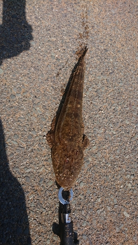 マゴチの釣果