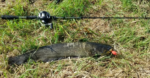 ナマズの釣果