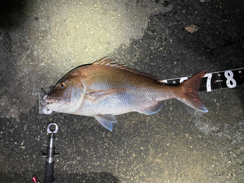 マダイの釣果