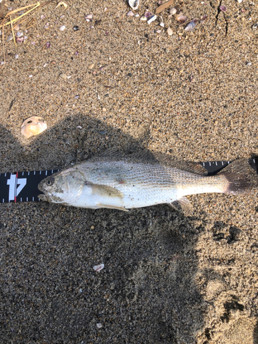 イシモチの釣果