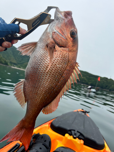 マダイの釣果