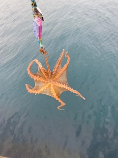 タコの釣果