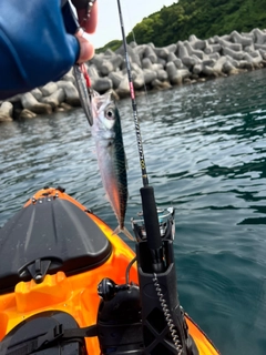 サバの釣果