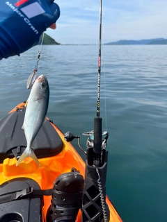 ツバスの釣果