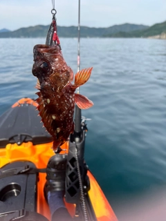 ガシラの釣果