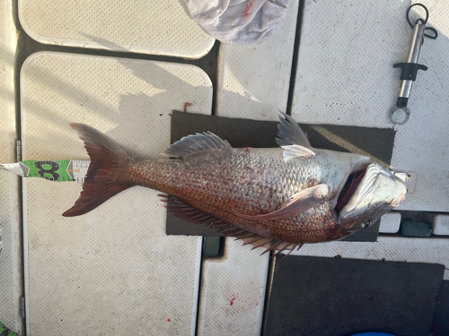 マダイの釣果