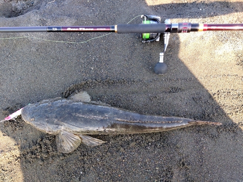 マゴチの釣果