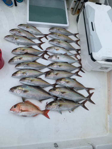 カンパチの釣果