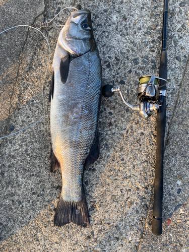 ヒラスズキの釣果