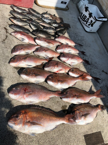 マダイの釣果