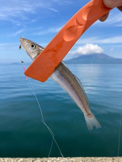 シロギスの釣果