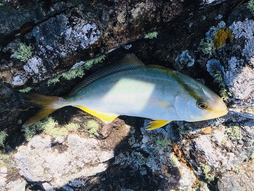 ショゴの釣果