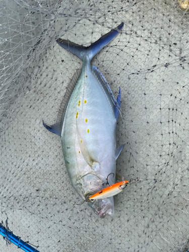 ナンヨウカイワリの釣果