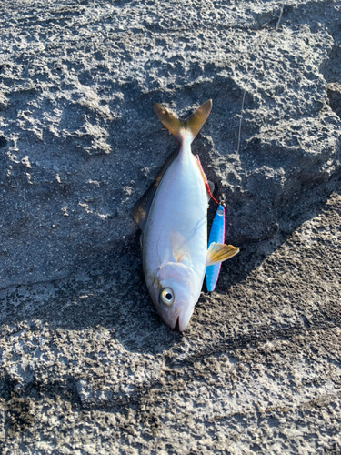 ショゴの釣果