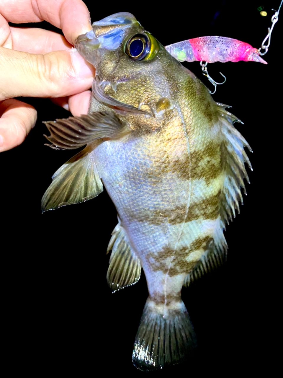 アカメバル