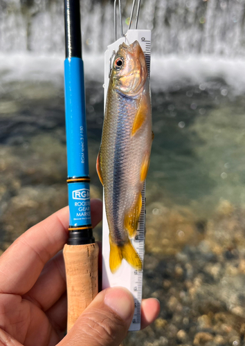 カワムツの釣果