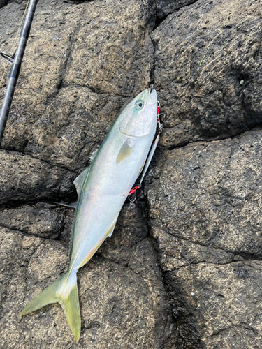 イナダの釣果