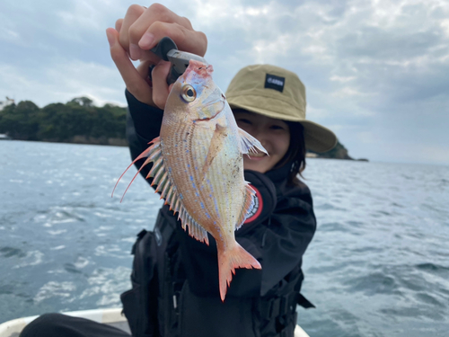 マダイの釣果