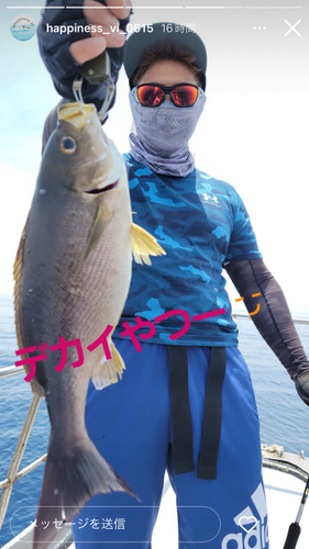 イサキの釣果