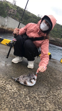 イシガキフグの釣果