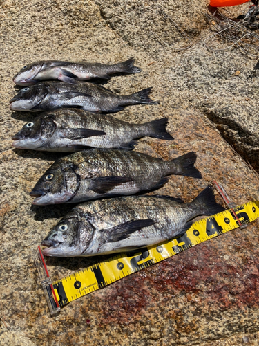 クロダイの釣果