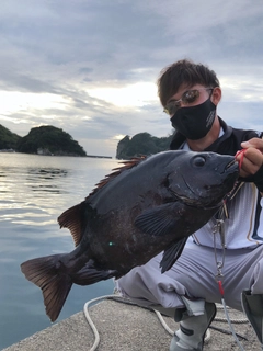 イシダイの釣果