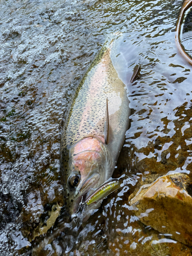 ニジマスの釣果