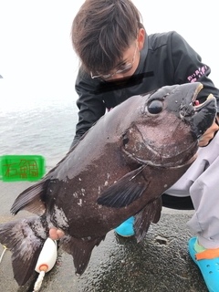 イシダイの釣果