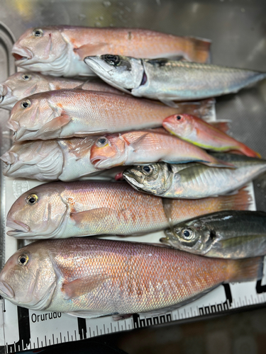 シロアマダイの釣果