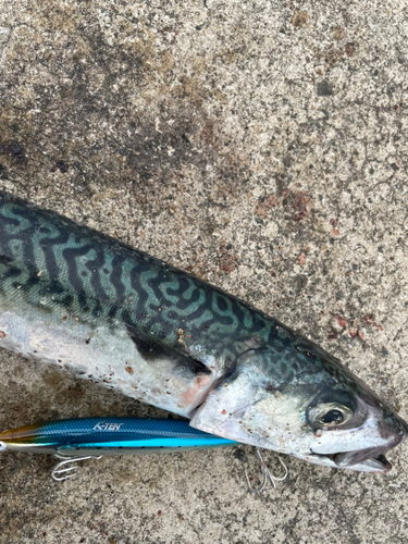 サバの釣果