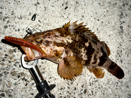 タケノコメバルの釣果