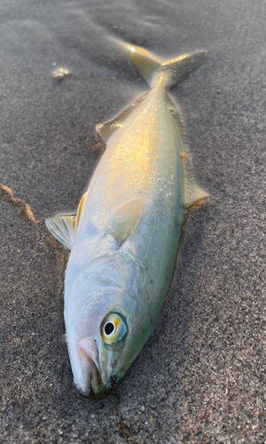 ワカシの釣果