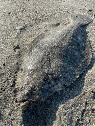 ソゲの釣果