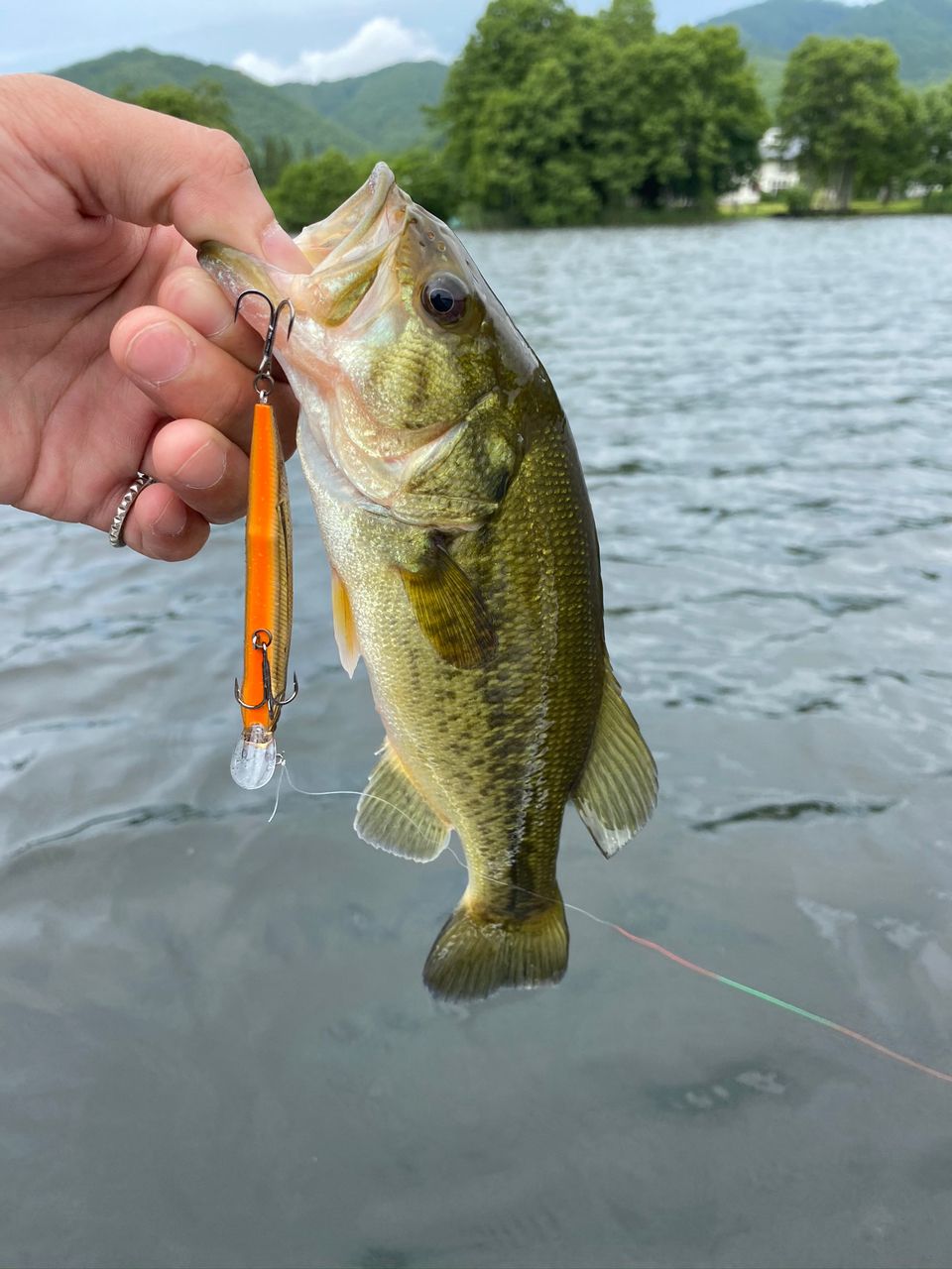 ラージマウスバス