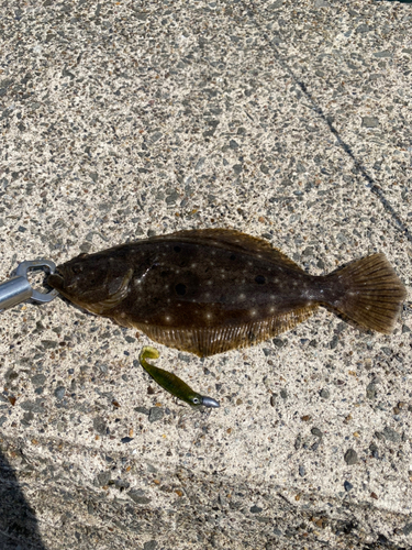 ソゲの釣果