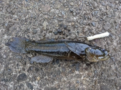 カワアナゴの釣果