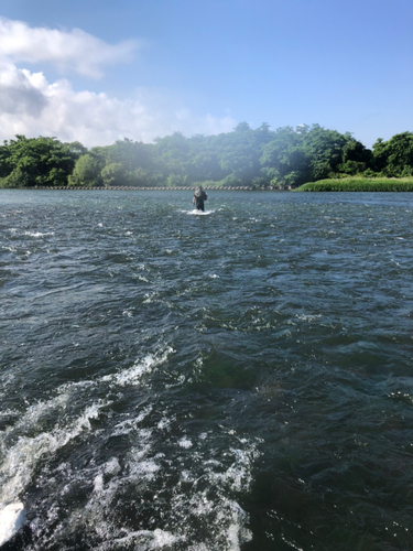 アユの釣果