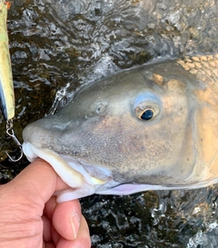 ニゴイの釣果