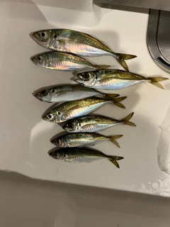 アジの釣果