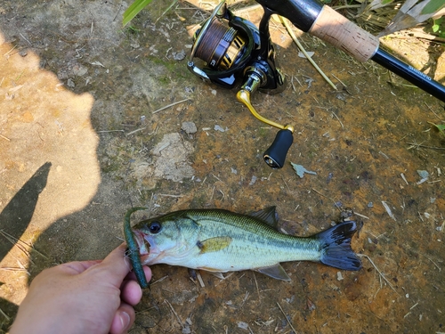 ラージマウスバスの釣果