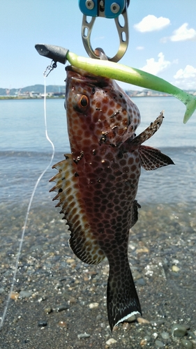 オオモンハタの釣果