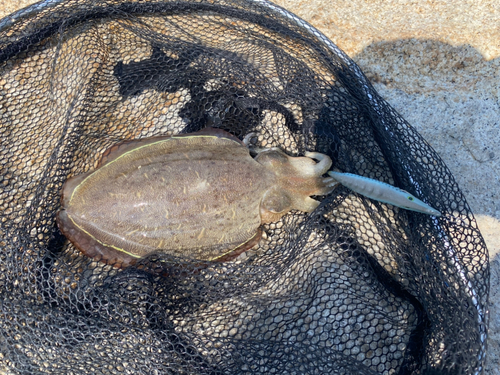 モンゴウイカの釣果