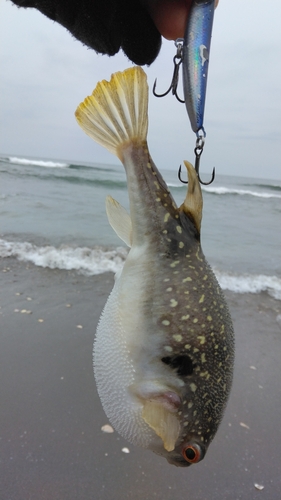 アカエイの釣果