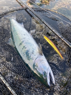 サクラマスの釣果