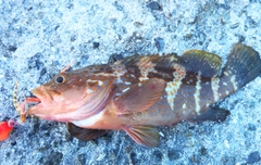 アコウの釣果