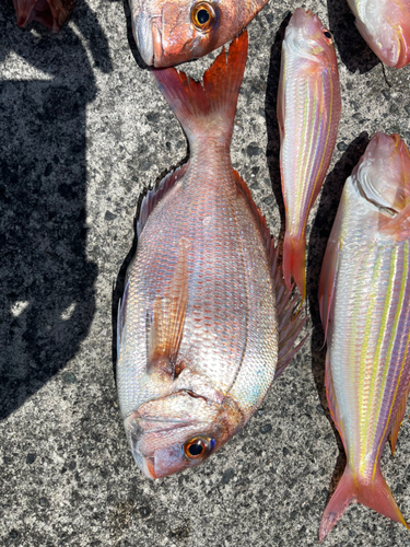 タイの釣果