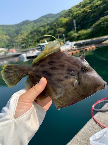 カワハギの釣果