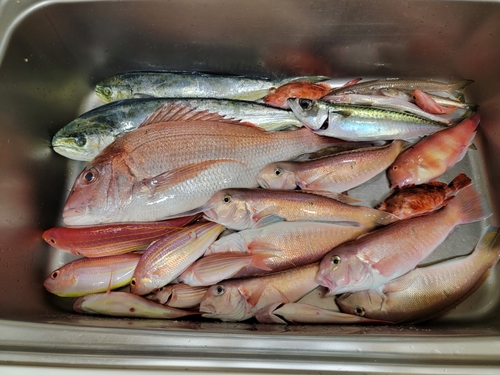 マダイの釣果