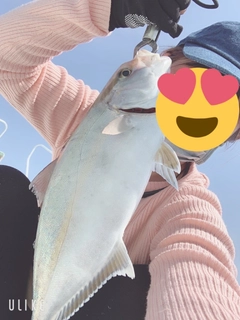 カンパチの釣果