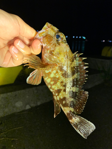 カサゴの釣果